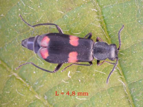 Réf. 231 838 : Anthocomus fasciatus